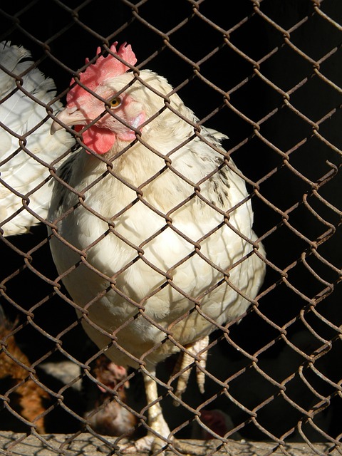 乐部如何在 乐部如何在