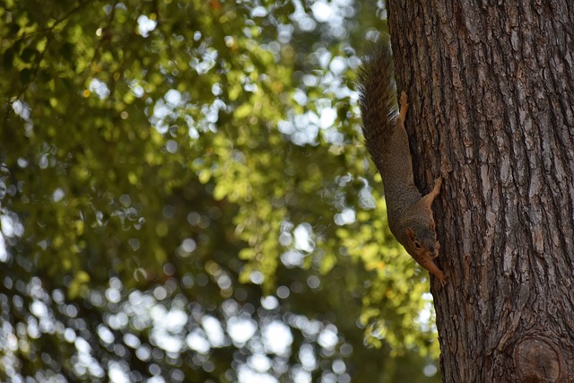 析其成功的 析其成功的